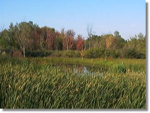 New Pond, Fall 2004